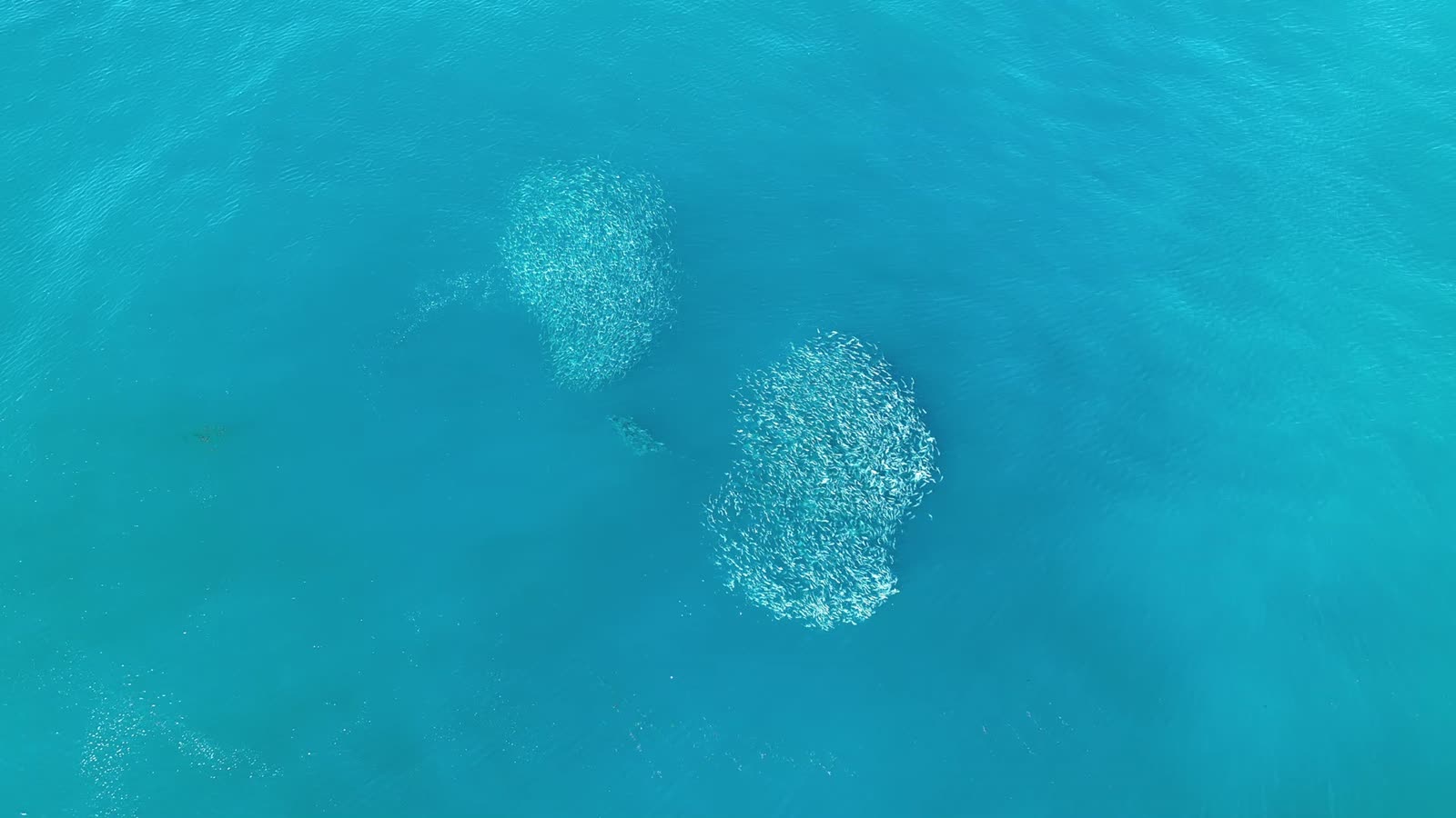 A large school of fish shifting over the reef