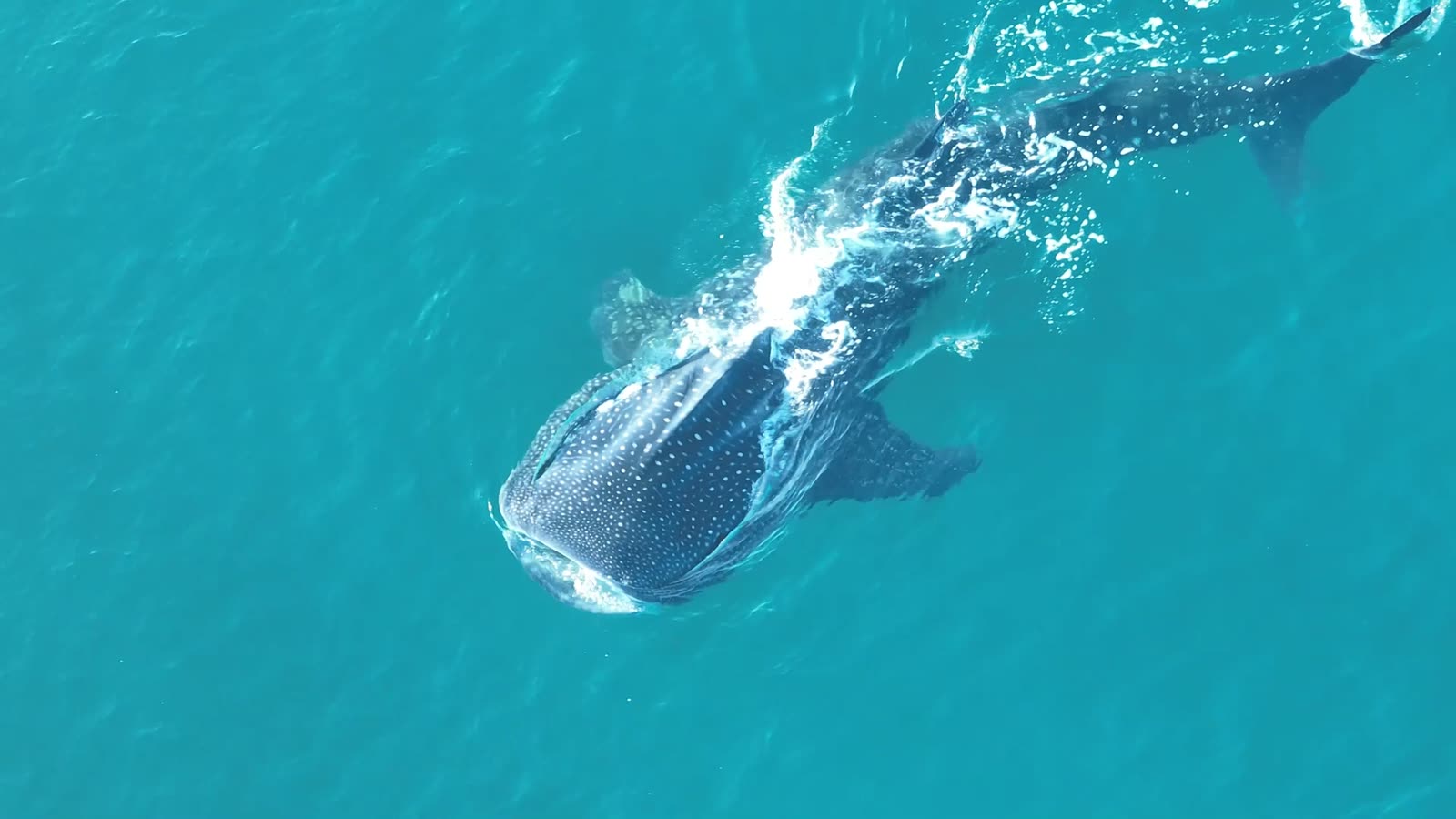 A whale shark feeding at the surface